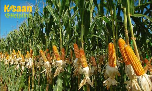 मक्का की व्यावसायिक खेती करके कमा सकते है अच्छा मुनाफा, जानिए मक्का की उन्नत खेती के बारे में